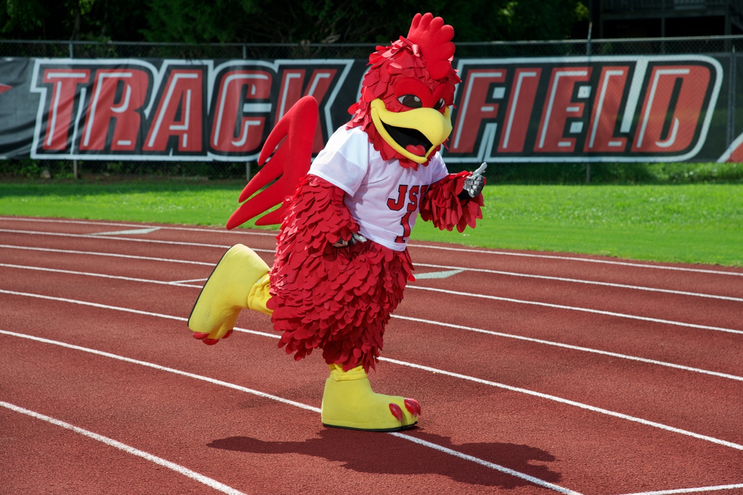 Cocky Mascot Running